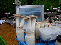 dscn0775_thumb.jpg